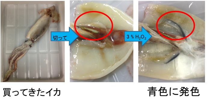 大阪大学大学院理学研究科化学専攻舩橋研究室 生物無機化学