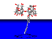 3-Stilbeneamide--CDの超分子構造