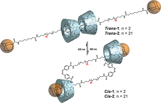 広い口側の二級水酸基にゲスト分子が修飾されたCDによるポリ[2]ロタキサン合成