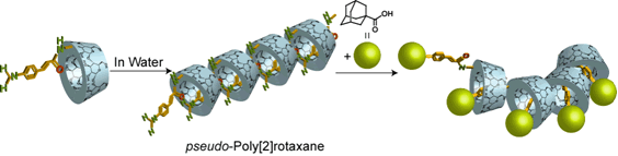 広い口側の二級水酸基にゲスト分子が修飾されたCDによるポリ[2]ロタキサン合成