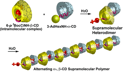 図14．-CDと-CDが交互に並んだ超分子ポリマー
