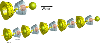 [2]ロタキサンを構成単位とする超分子ポリマー（[2]ロタキサンポリマー）