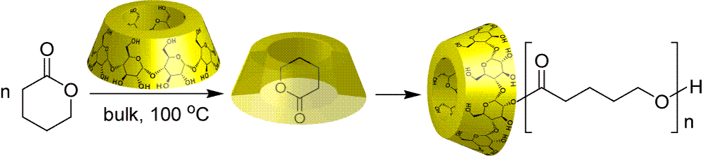 シクロデキストリンによりラクトンの重合。ポリマーのコンホメーションの重要性