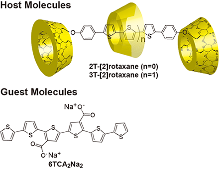 Polyethylene glycolとヒドロ桂皮酸を有する-CDの[1]ロタキサン形成(a)と[1]ロタキサンの光構造制御(b)