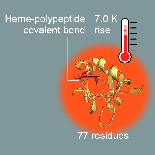 大阪大学 大学院理学研究科 化学専攻 生物物理化学研究室