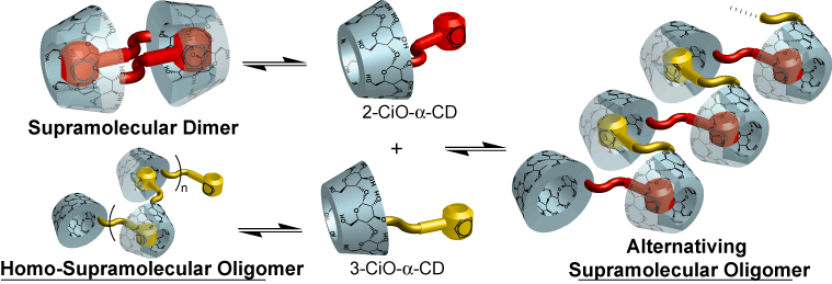 広い口側の二級水酸基にゲスト分子が修飾されたCDによるポリ[2]ロタキサン合成