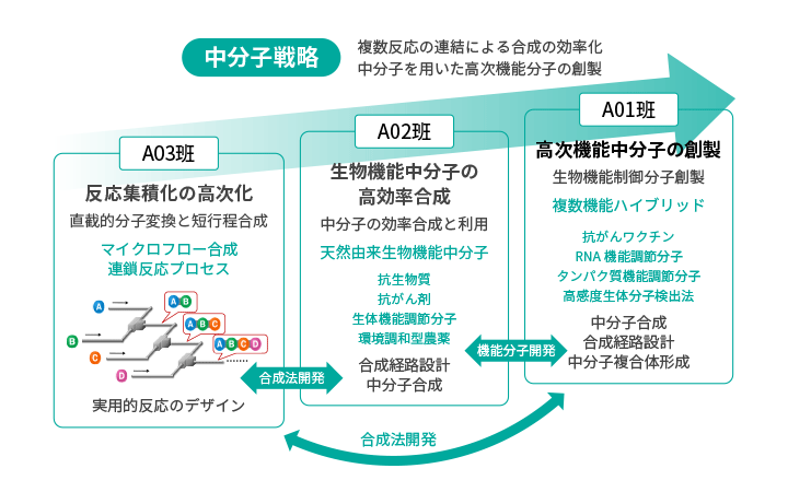 中分子戦略：複数反応の連結による合成の効率化／中分子を用いた高次機能分子の創製