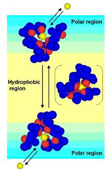 バイセルによって推定したイオノフォア抗生物質サリノマイシンのカチオン輸送機構